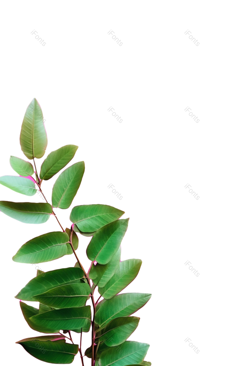 叶子图片,边框元素,装饰PNG,纹理免抠素材